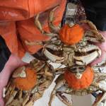 WDFW photos
Gravid (egg-bearing) female Dungeness crab with bright orange eggs. These female crab were gently released.