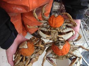 WDFW photos
Gravid (egg-bearing) female Dungeness crab with bright orange eggs. These female crab were gently released.
