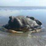 A Dungeness crab partially buried in sand on a coastal beach.