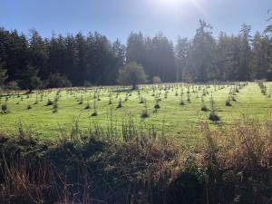 Chehalis Basin Collaborative for Salmon Habitat
Tree planting along the Middle Fork Hoquiam River. Work was completed through a collaboration of the Chehalis River Basin Land Trust and Ducks Unlimited.