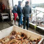 Luke Whittaker photos / Chinook Observer
Fishermen reported strong currents and steep competition among the opening-day hurdles Thurday, leading to lower-than-normal catch volumes. However, the opening record price from processors ($5.75) has been a huge relief, up from $3.50 last season.