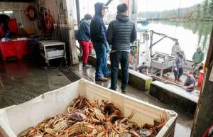 Luke Whittaker photos / Chinook Observer
Fishermen reported strong currents and steep competition among the opening-day hurdles Thurday, leading to lower-than-normal catch volumes. However, the opening record price from processors ($5.75) has been a huge relief, up from $3.50 last season.