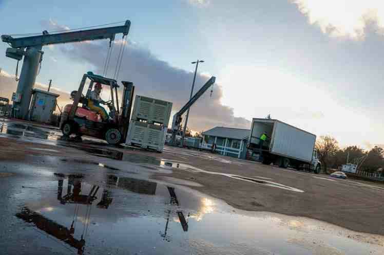 Dungeness crab are loaded onto an awaiting truck for distribution Jan. 16 at the Port of Peninsula in Nahcotta.