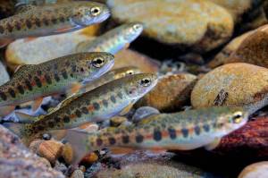 Juvenile Olympic Peninsula steelhead (John McMillan)