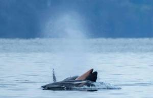 Audrey Gao
Mother orca Tahlequah, photographed with her dead calf off Vashon Island.