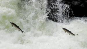 Salmon leaping at Salmon Cascades, five miles up the Sol Duc road in the Olympic Peninsula. (National park Service)