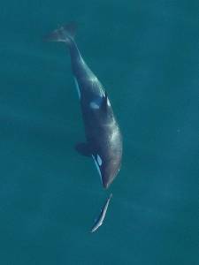 A young resident killer whale chases a Chinook salmon in the Salish Sea near San Juan Island in 2017. (John Durban / NOAA Fisheries)