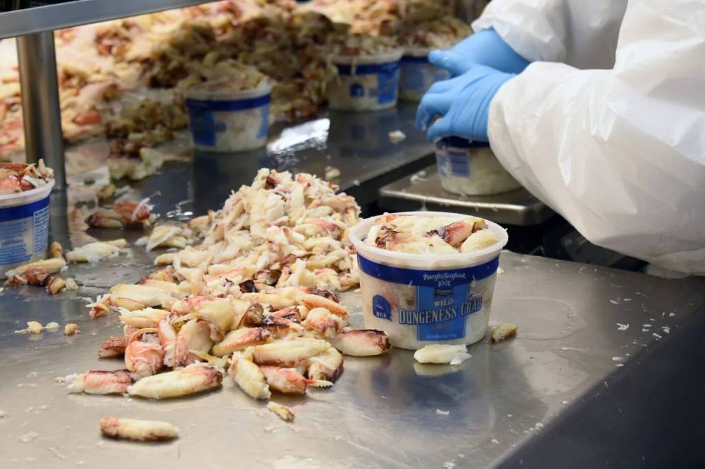 A Pacific Seafood employee packs Dungeness crab meat at the company’s processing plant in Westport. (WDFW)