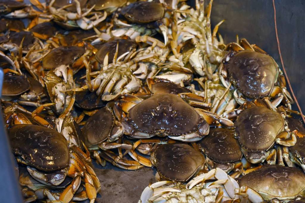 Dungeness crabs caught during a test fishing trip off the Washington Coast. (WDFW)
