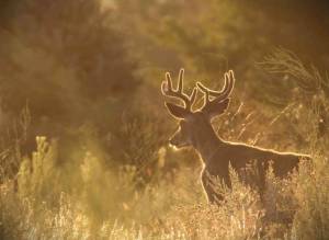 The Washington Department of Fish and Wildlife is accepting public comment for hunting seasons. (WDFW)