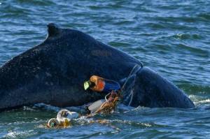 Humpback whale entangled with commercial Dungeness crab gear, easily identifiable by the tag attached to the buoy. (NOAA)