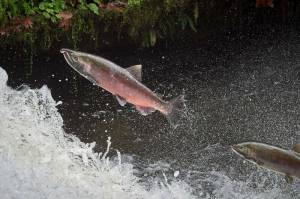 Washington coast coho migration (Paul Jeffrey / Wild Salmon Center)