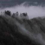 Erika Schultz / The Seattle Times, 2024
Clouds glide through the Cabbage Patch timber sale in Washingtons Capitol State Forest last March. Dave Upthegrove, the states new commissioner of public lands, has paused cutting unprotected, older forests on state trust land, fulfilling a campaign promise.