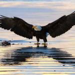 Skip Radcliffe
An eagle takes flight.