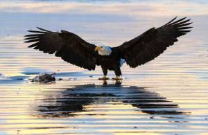 Skip Radcliffe
An eagle takes flight.