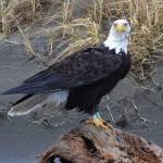 Skip Radcliffe
An eagle on the beach at Ocean Shores.