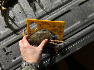 WDFW
A crab doesnt measure up during a check of crabbers at the Westport marina.