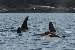 Center for Whale Research / NMFS / NOAA 27038
J62 is the latest calf born to the endangered southern resident killer whales. This healthy baby girl is sticking close to J pod, which needs more females to help boost its population.