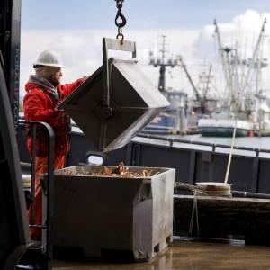 Pacific Seafood photos
Pacific Seafood offloads crab last week at the Westport Marina.
