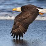 Photo of a bald eagle at Ocean Shores. (Dr. Tom Rowley / Coastal Raptors)