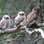 Dave Roelofs photos / Bureau of Land Management
Adult northern spotted owl with two fledglings perched on a branch in June of 2006.