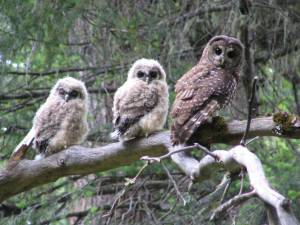 Dave Roelofs photos / Bureau of Land Management
Adult northern spotted owl with two fledglings perched on a branch in June of 2006.