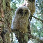 Two northern spotted owl fledglings on a tree branch in July of 2006.