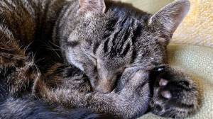 Matt Vasilogambros / Stateline
Cats, either domestic or wild, are especially susceptible to the deadly bird flu virus.