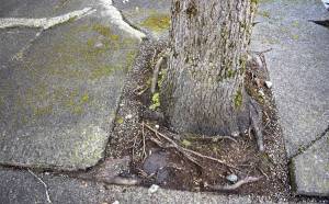 Jerry Knaak / The Daily World
The sidewalk along Market Street in downtown Aberdeen have been uprooted.