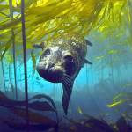 Florian Graner / Puget Sound Institute
A harbor seal hunts for prey in kelp forests.