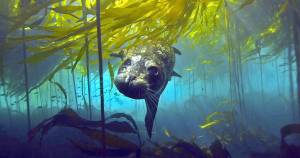 Florian Graner / Puget Sound Institute
A harbor seal hunts for prey in kelp forests.