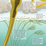 Fiona Martin / The Seattle Times