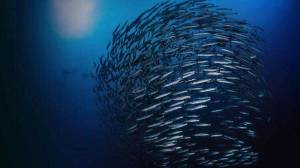 NOAA
NOAA is a key source of information regarding West Coast fisheries. Staffing cutbacks  currently estimated to eliminate one-fifth of positions  will make it more difficult to do that work, as well as other functions relating to weather forecasting.