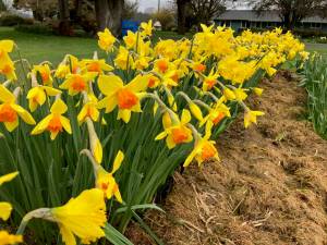 Satsop Bulb Farm photos
With spring upon us, the daffodils at Satsop Bulb Farm are in bloom.