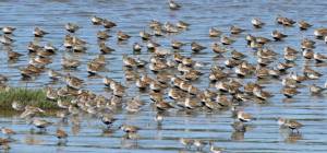 Dave Hayden / Grays Harbor Shorebird and Nature Festival
Artists are asked to create pieces depicting the migratory birds that flock to the Grays Harbor Shorebird and Nature Festival.