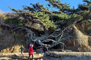 Sandtastic Travels
Visitors walk along Kalaloch Beach in front of the Tree of Life in March 2025.
