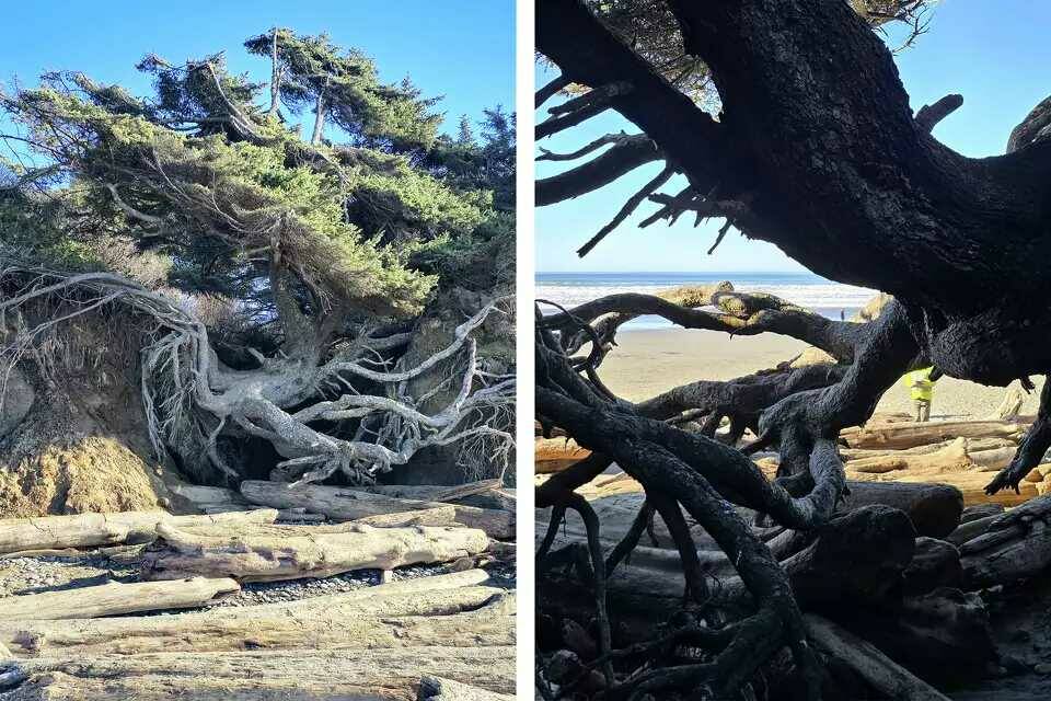 Kalaloch's Tree of Life is nearing the end of its life | The Daily