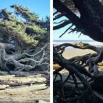 Sandtastic Travels
With coastal bluffs at Kalaloch Beach continuing to erode, the Tree of Life is losing the support that it depended on to stay upright.