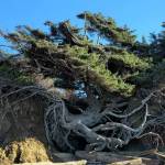 Sandtastic Travels
Travelers used to be able to stand directly underneath the tree, but recent storms have caused it to collapse into the cavern below.