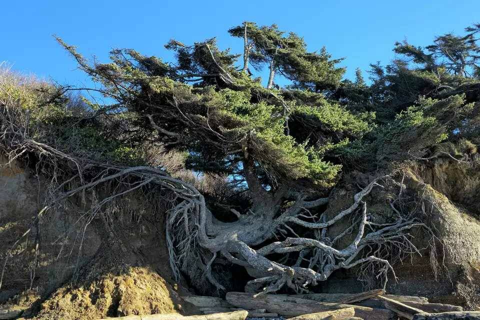 Sandtastic Travels
Travelers used to be able to stand directly underneath the tree, but recent storms have caused it to collapse into the cavern below.