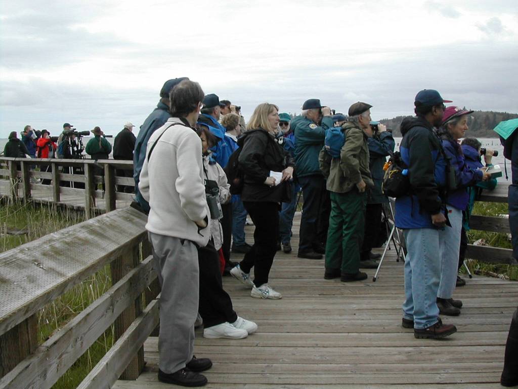 U.S. Fish and Wildlife Service
The Sandpiper Trail boardwalk offers some of the best birding opportunities around Grays Harbor.