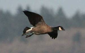 WDFW
A cackling goose in flight; notice stubby neck and bill. Land being proposed for acquisition by the Washington Department of Fish and Wildlife includes thousands of the cackling geese.