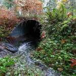 Kevin Clark / The Seattle Times
For every one barrier scheduled to be replaced by the WSDOT, such as this one on a stream leading to Lake Cushman on the Olympic Peninsula, there are nine others upstream and two downstream that block salmon migration.