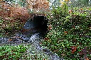 Kevin Clark / The Seattle Times
For every one barrier scheduled to be replaced by the WSDOT, such as this one on a stream leading to Lake Cushman on the Olympic Peninsula, there are nine others upstream and two downstream that block salmon migration.