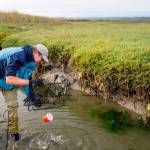 University of Washington College of the Environment
Washington Sea Grant Marine Ecologist Jeff Adams monitoring for European green crab. The invasive species has had severe impacts on the East Coast shellfish industry and is listed as a priority species for the Washington Invasive Species Council.