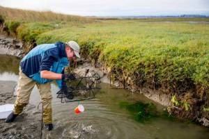 University of Washington College of the Environment
Washington Sea Grant Marine Ecologist Jeff Adams monitoring for European green crab. The invasive species has had severe impacts on the East Coast shellfish industry and is listed as a priority species for the Washington Invasive Species Council.
