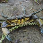 Carolyn Tepolt / Woods Hole Oceanographic Institution
Existing genetics research indicates that all the European green crab along the Pacific coast of the U.S. and Canada originated from a single introduction event to SanFrancisco Bay. A deeper investigation of the European green crab genetic makeup is still needed to understand how the species could continue to spread.