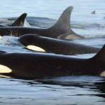 NOAA
Endangered Southern Resident killer whales prey on a diversity of Chinook and other salmon.