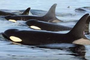 NOAA
Endangered Southern Resident killer whales prey on a diversity of Chinook and other salmon.