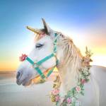 Mermaid Festival
Pacific Northwest Unicorns